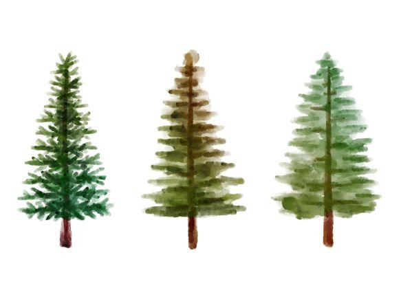 Christmas Watercolor Pine Tree Illustrations Review