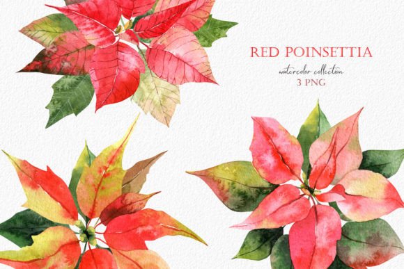 Watercolor Christmas Red Poinsettia Illustrations Review